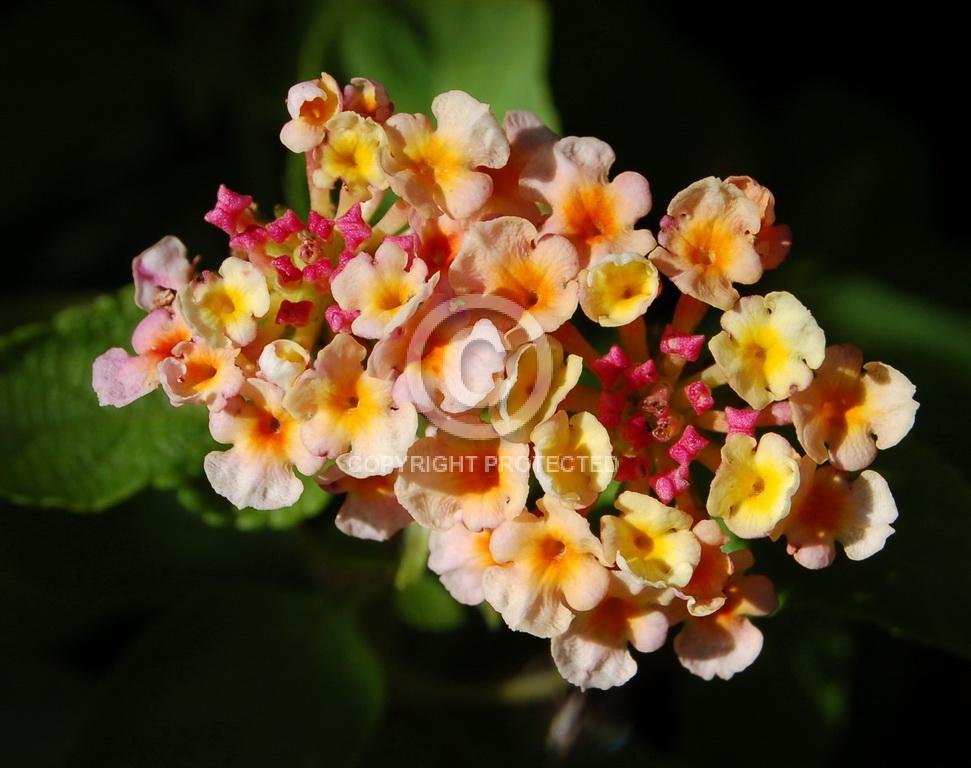 Contest = Galva Arts Council Annual Photo Contest - Result = Honorable Mention - Theme Category