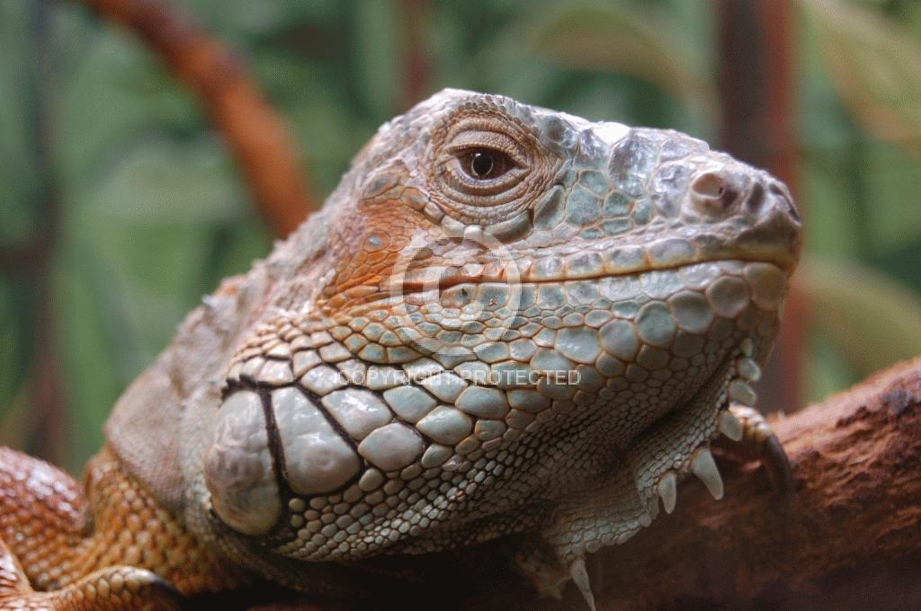 Contest = Heart of Illinois Photo Contest - Result = Hononrable Mention