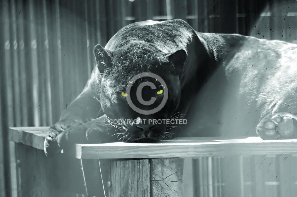 Contest = Mercer County Fair Photo Contest - Result = 1st Place - Wildlife