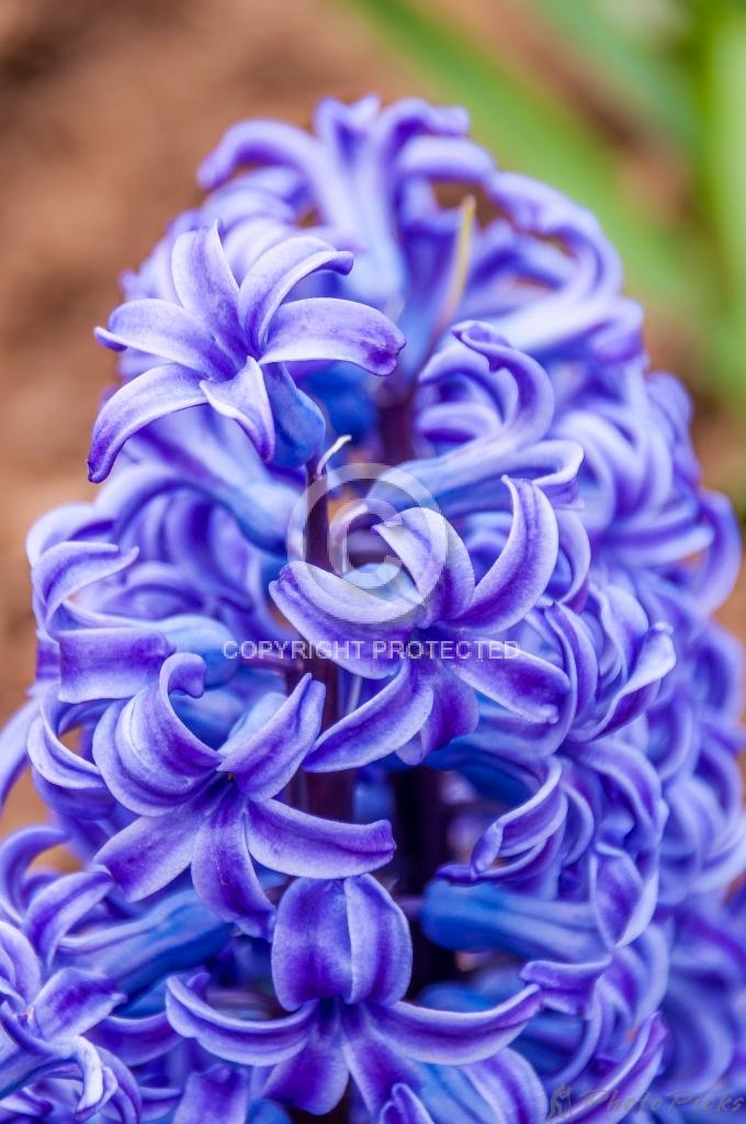 4827: Purple Hyacinth